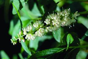 Clethra