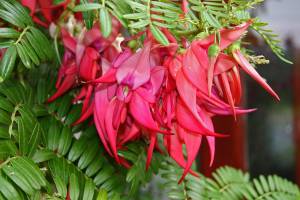 Clianthus