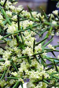 Colletia