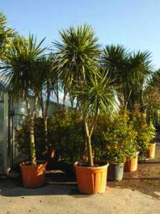 Cordyline