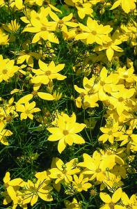 Coreopsis