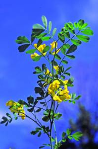 Coronilla