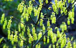 Corylopsis