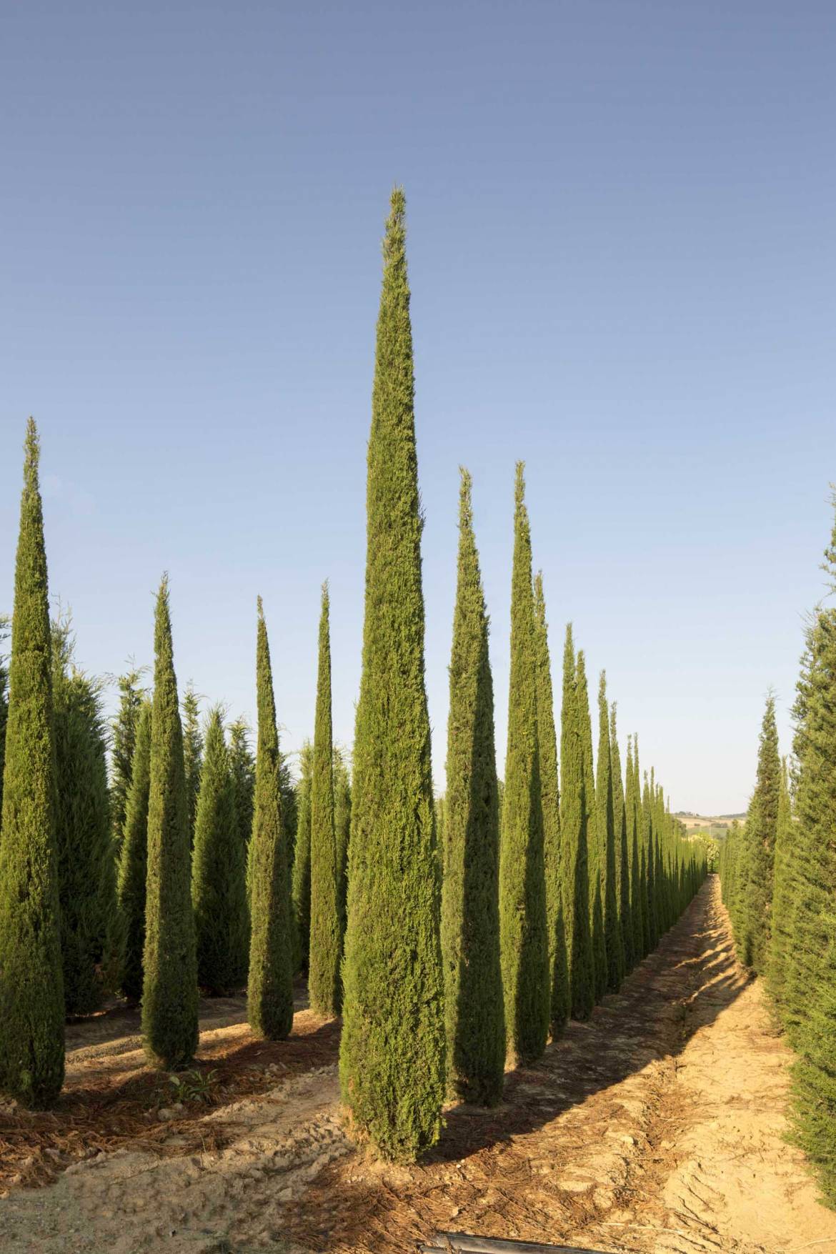 Cupressus-sempervirens-bolgheri-1J2A9916.jpg