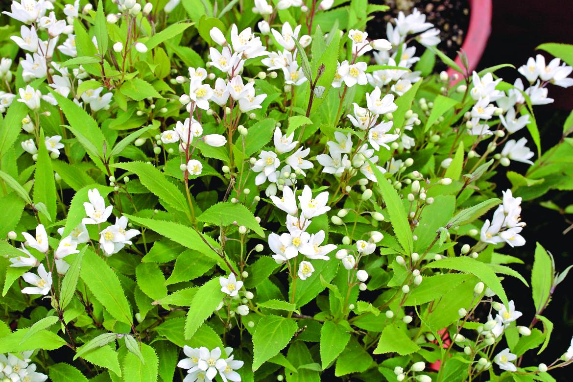 Deutzia-crenata-var.-nakaiana-Nikko-002.jpg