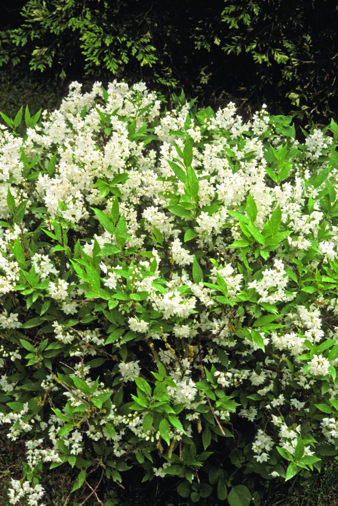 Deutzia-gracilis-001.jpg