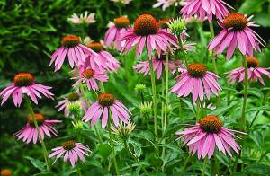 echinacea