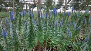 echium