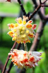 edgeworthia