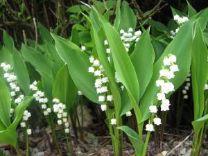 Convallaria