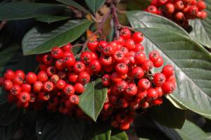 Cotoneaster