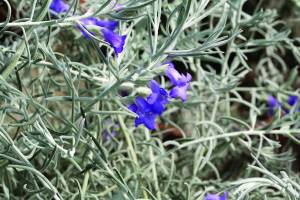 eremophila