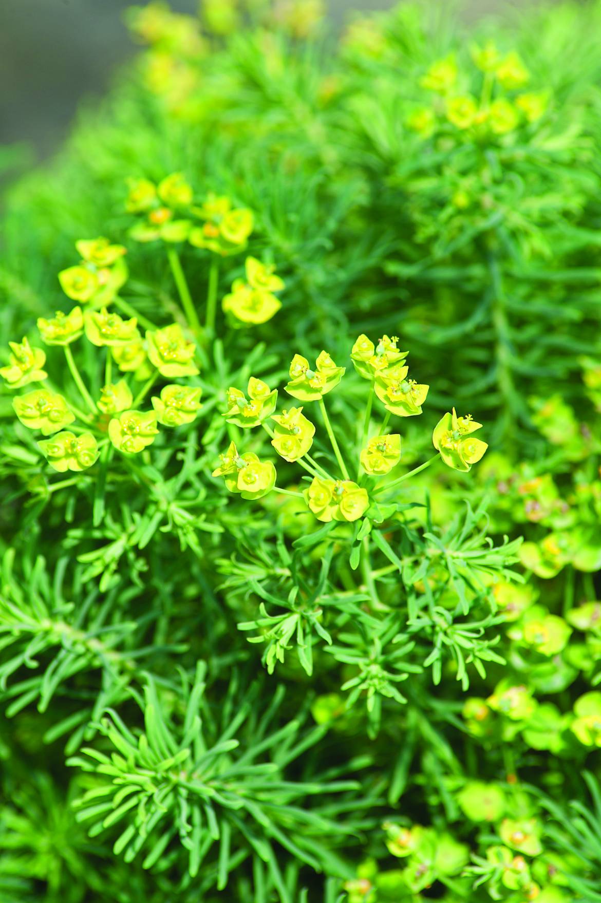 Euphorbia-cyparissias-03.jpg