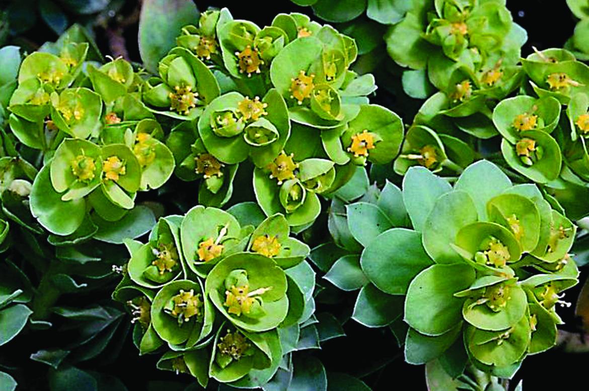 Euphorbia-myrsinites.jpg