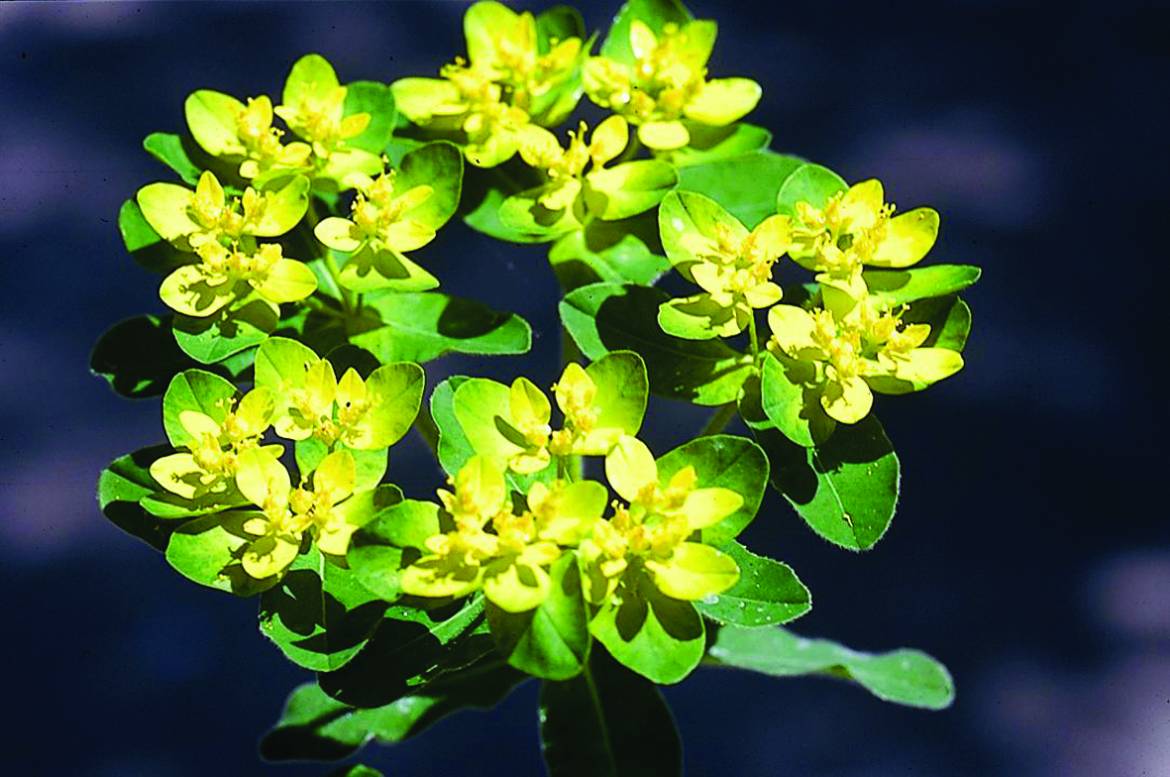 Euphorbia-polychroma.jpg