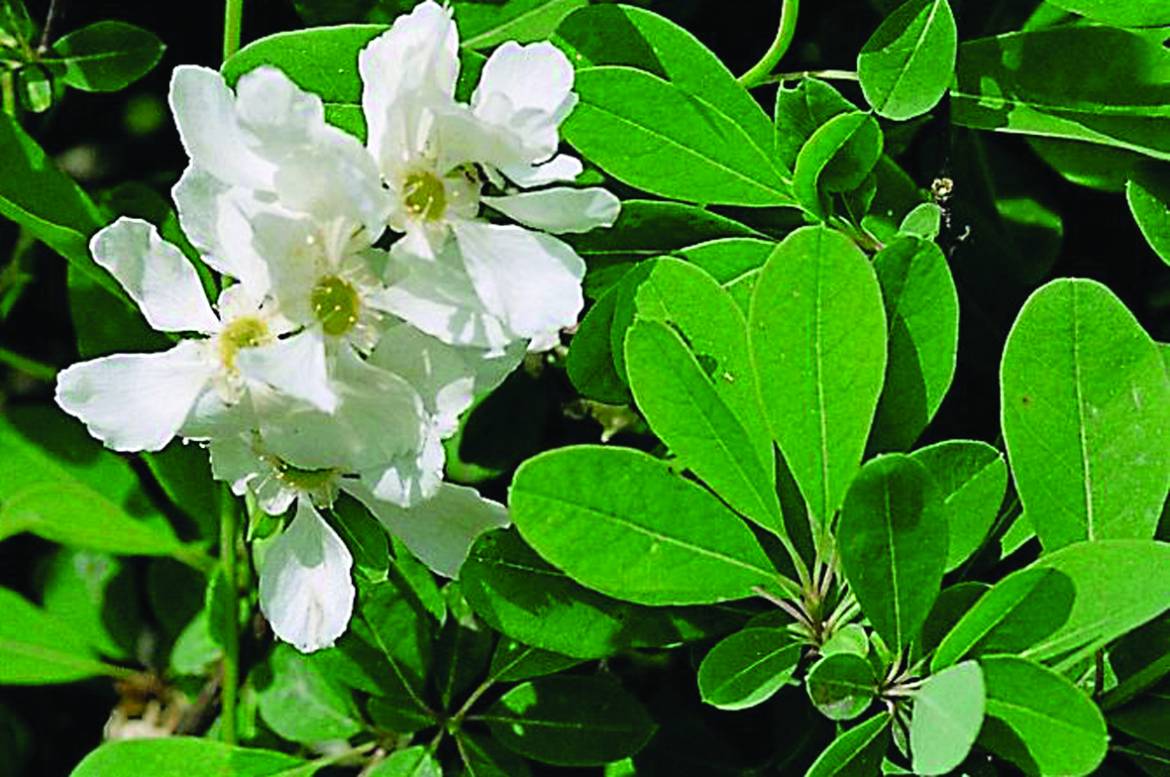 Exochorda-x-macrantha.jpg