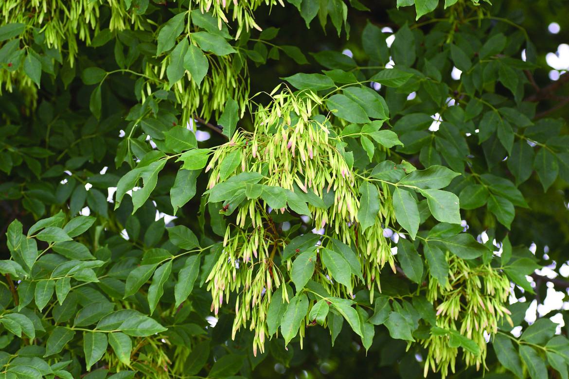 Fraxinus-ornus-003.jpg