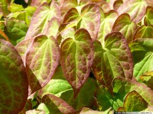 epimedium