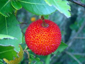 corbezzolo-strawberry-tree-arbousier