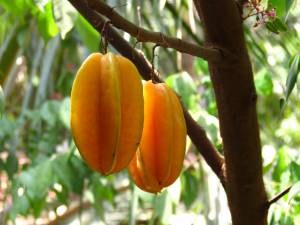 carambola-carambola-carambolier