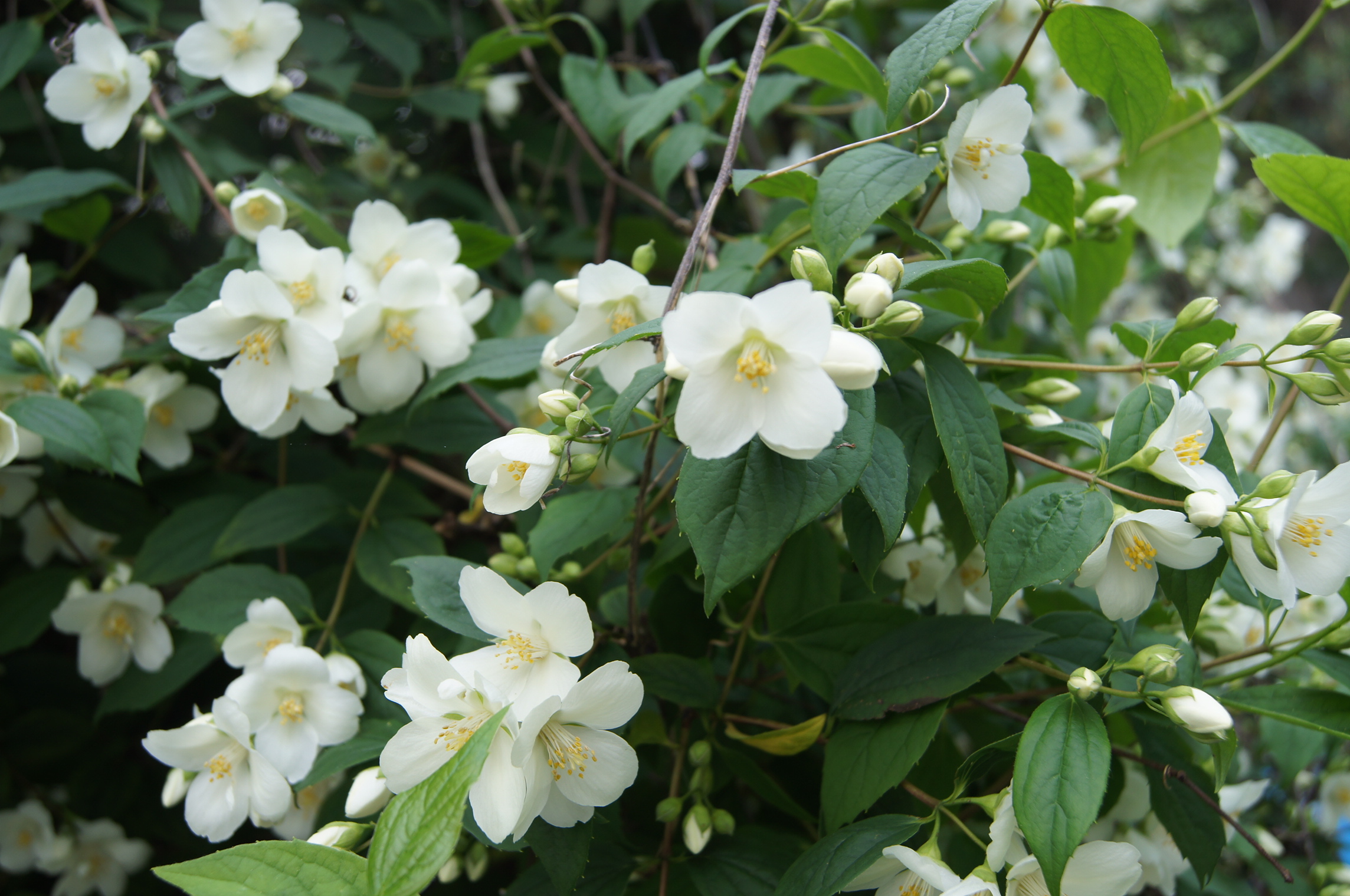 Philadelphus coronarius. Чубушник венечный (Philadelphus coronarius).