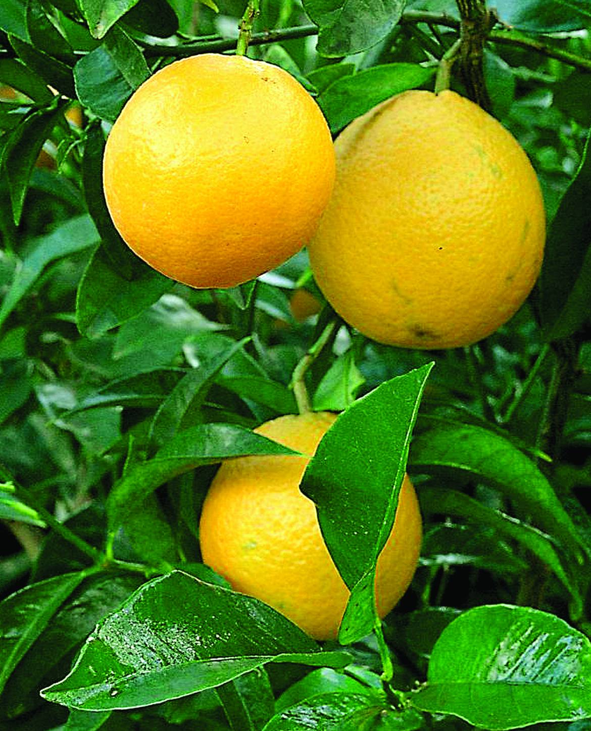 Citrus-aurantium.jpg