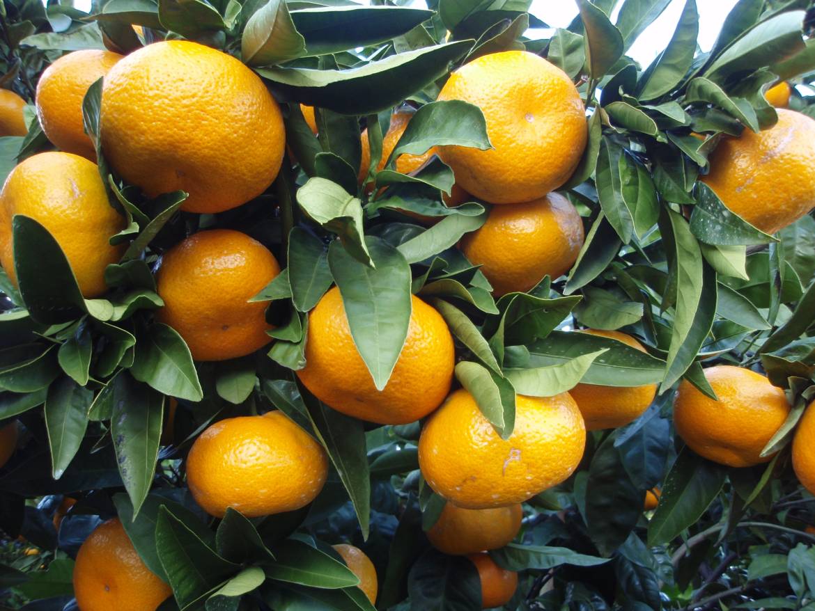 Citrus_unshiu_20101127_c.jpg