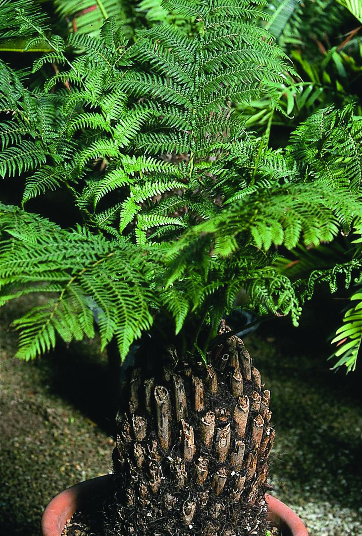 Cyathea-antarctica.jpg