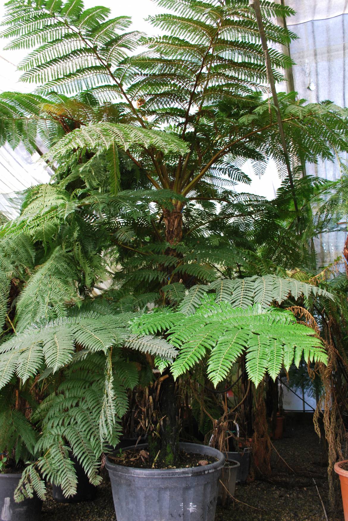 Cyathea-australis.jpg