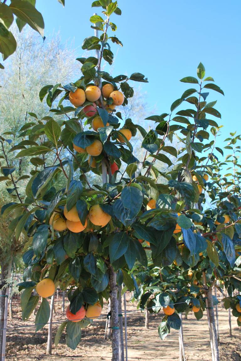 KAKI / PERSIMMON TREE / KAKI - Catalogo Margheriti