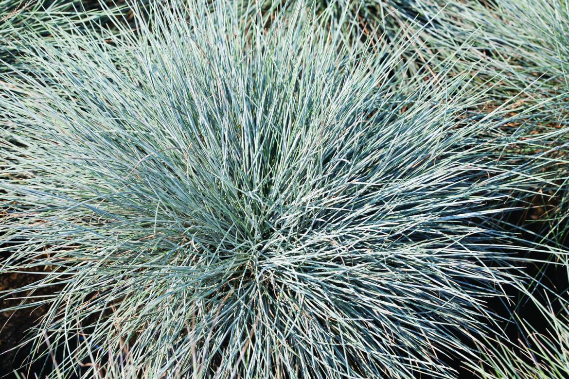 Festuca-glauca_0004.jpg