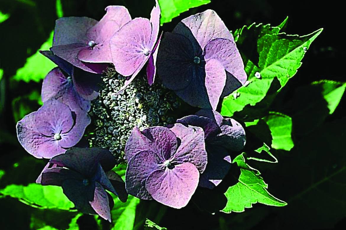 HYDRANGEA-MACROPHYLLA-Blue-wawe.jpg