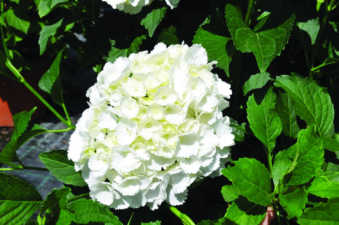 HYDRANGEA-macrophylla-Soeur-Therèse.jpg