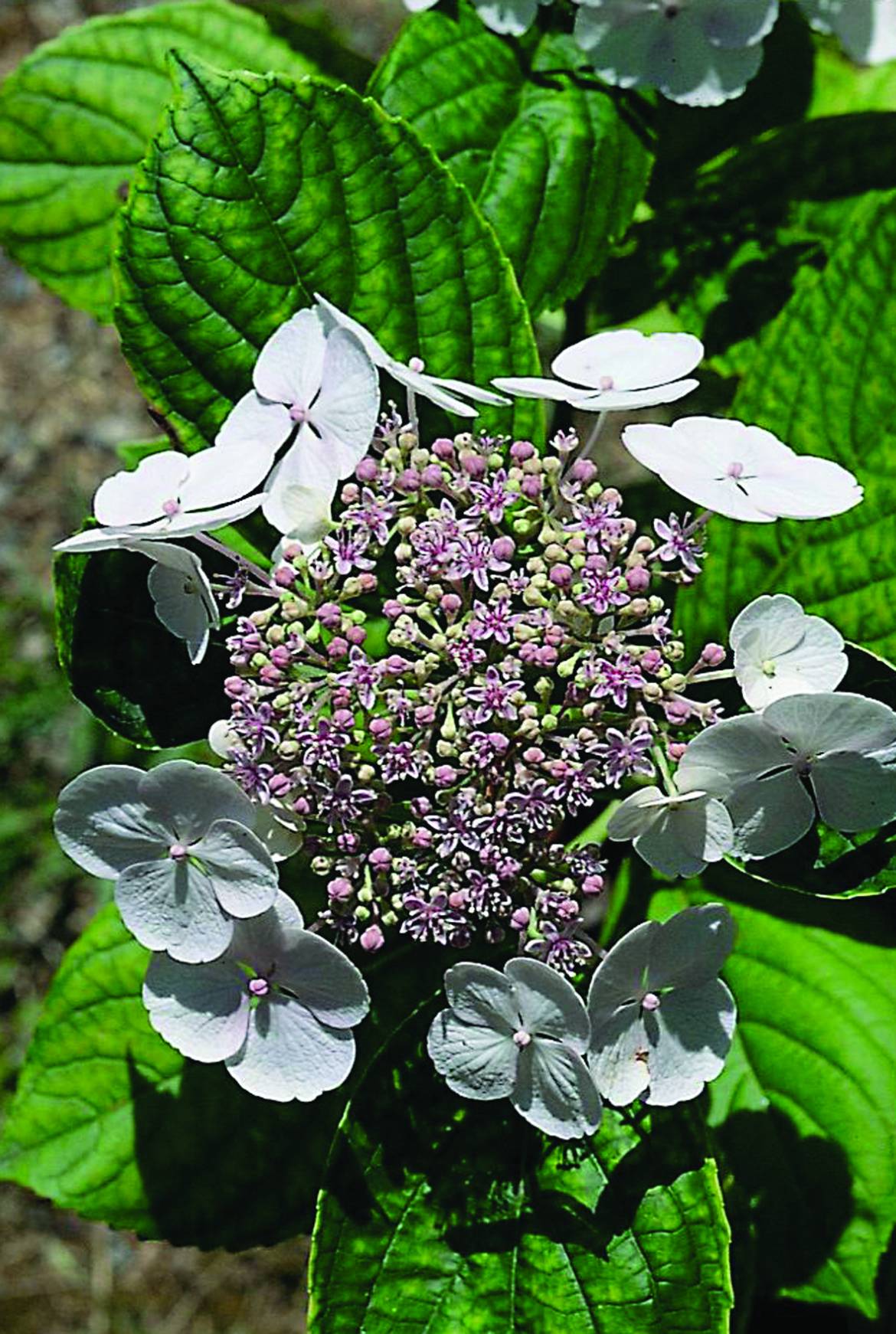 Hydrangea-aspera.jpg