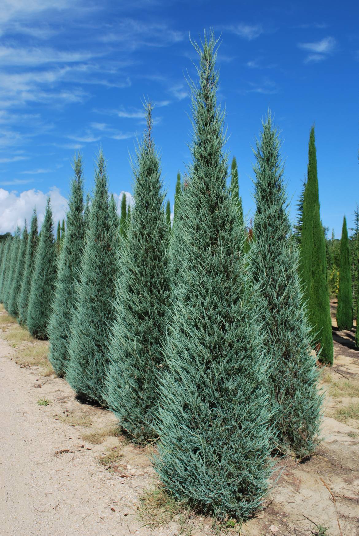 Juniperus-scopolorum-Skyrocket.jpg