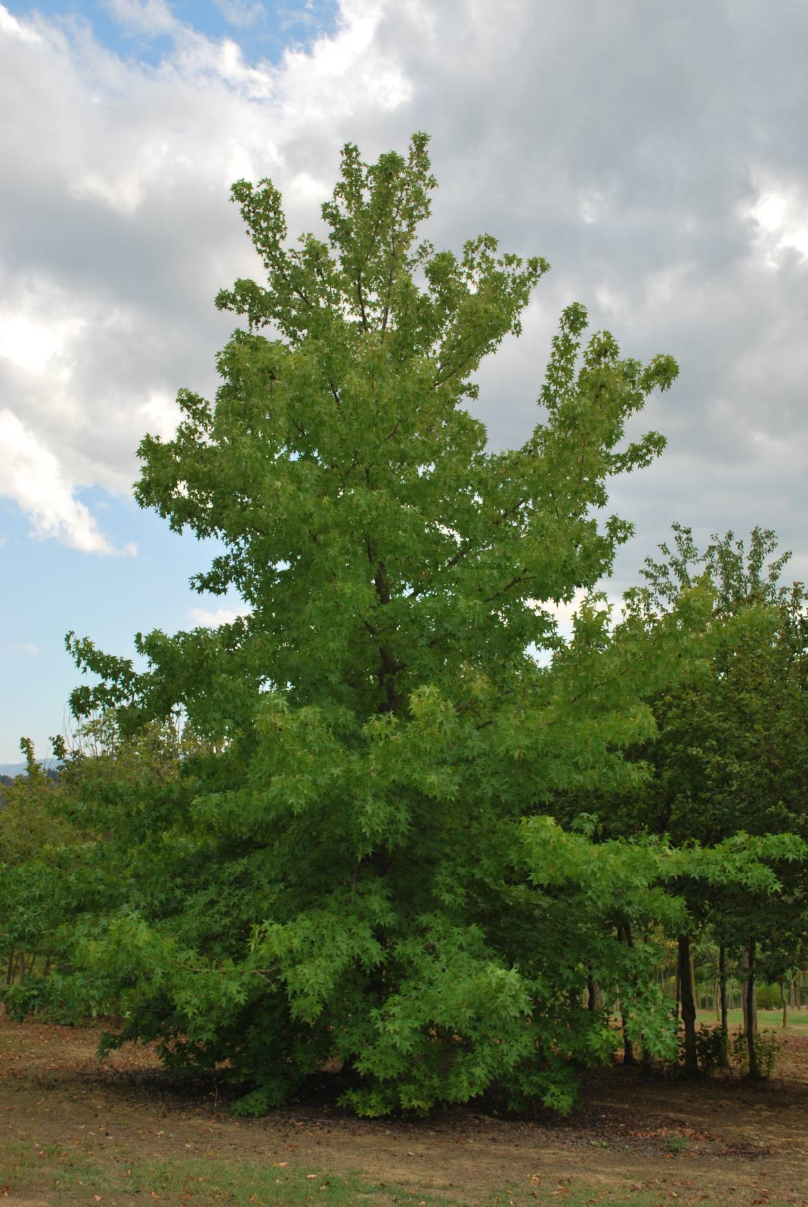 Liquidambar-styraciflua-3.jpg