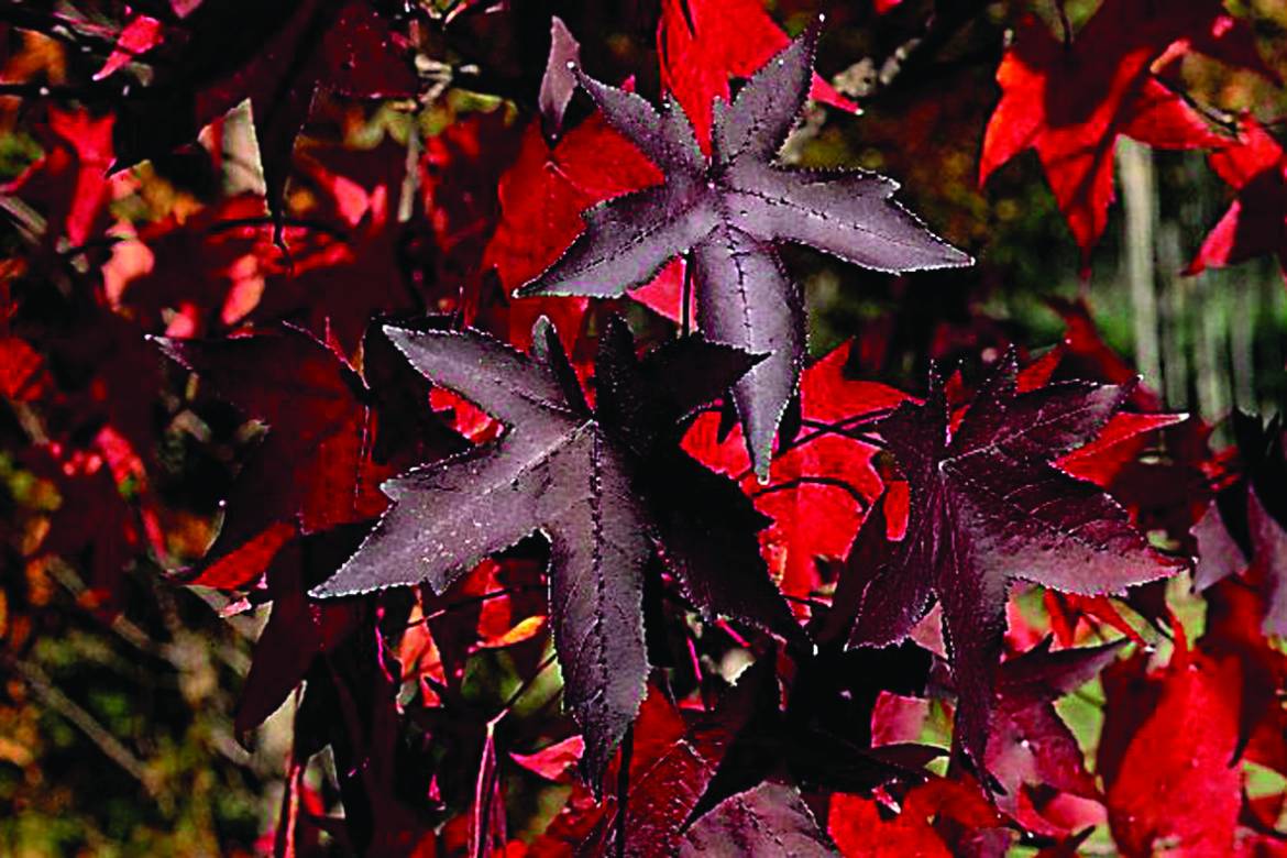 Liquidambar-styraciflua-Red-Star.jpg