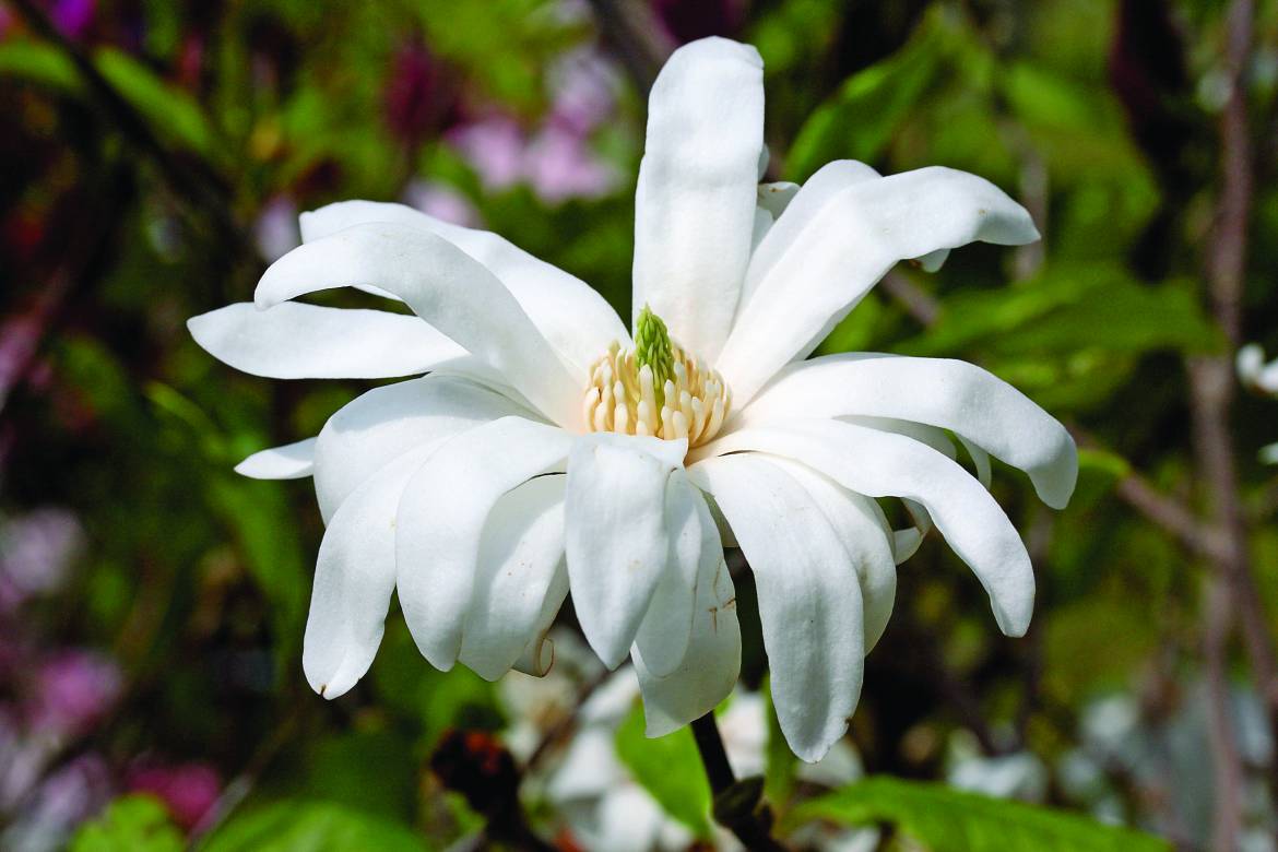 Magnolia-stellata-004.jpg