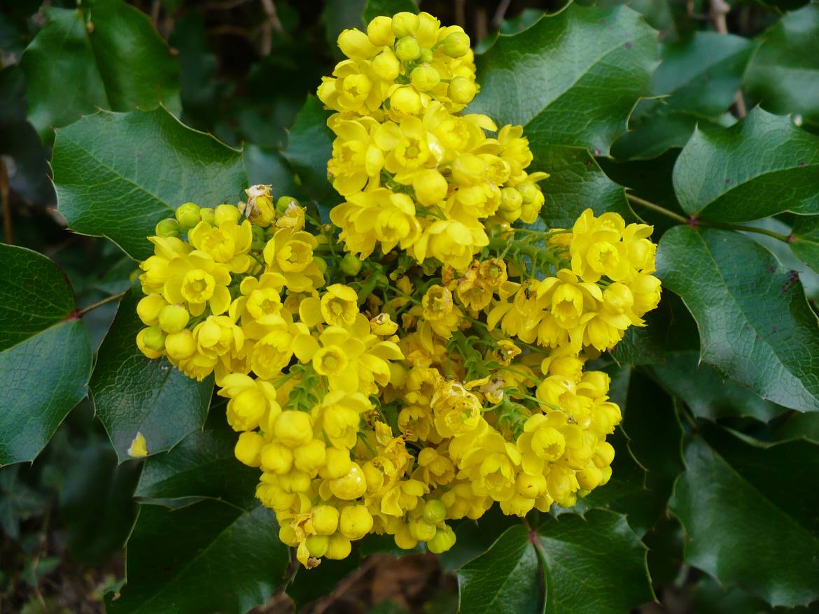 Mahonia_aquifolium_flowers_and_leaves.jpg