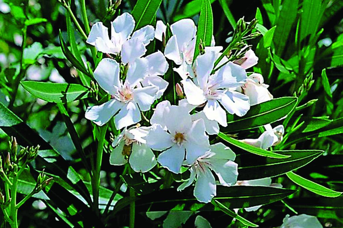 Nerium-oleander-Mont-Blanc.jpg