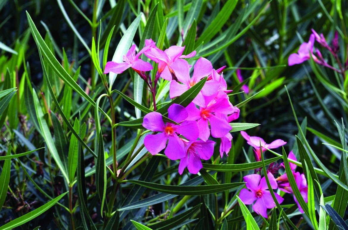 Nerium-oleander-Papà-Gambetta_0005.jpg