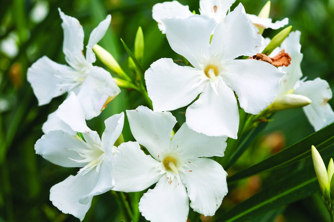 Nerium-oleander-Sister-Agnes_0002.jpg