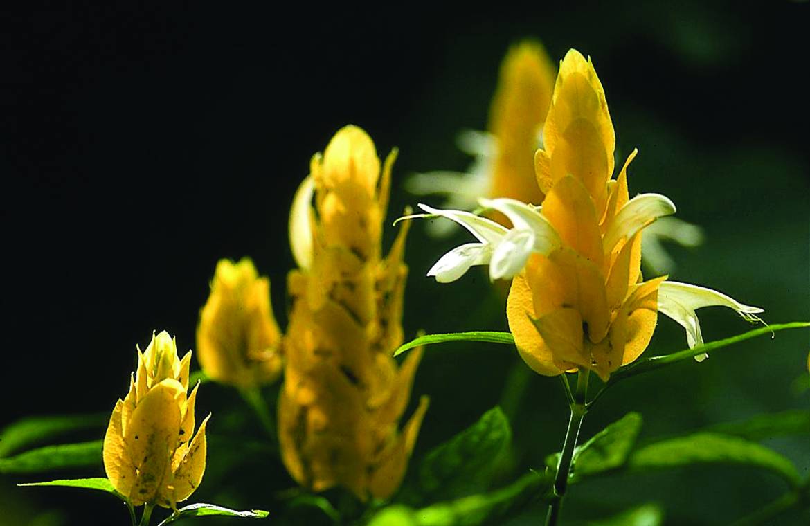 Pachystachys-lutea.jpg