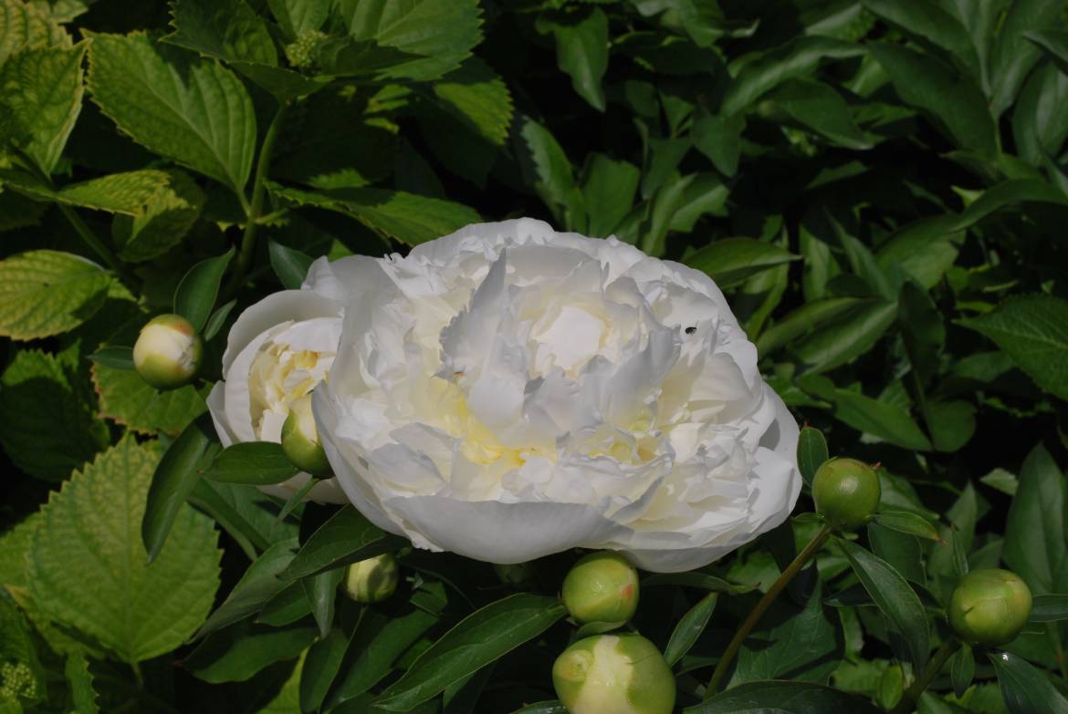 Paeonia-Festiva-Maxima-1.jpg