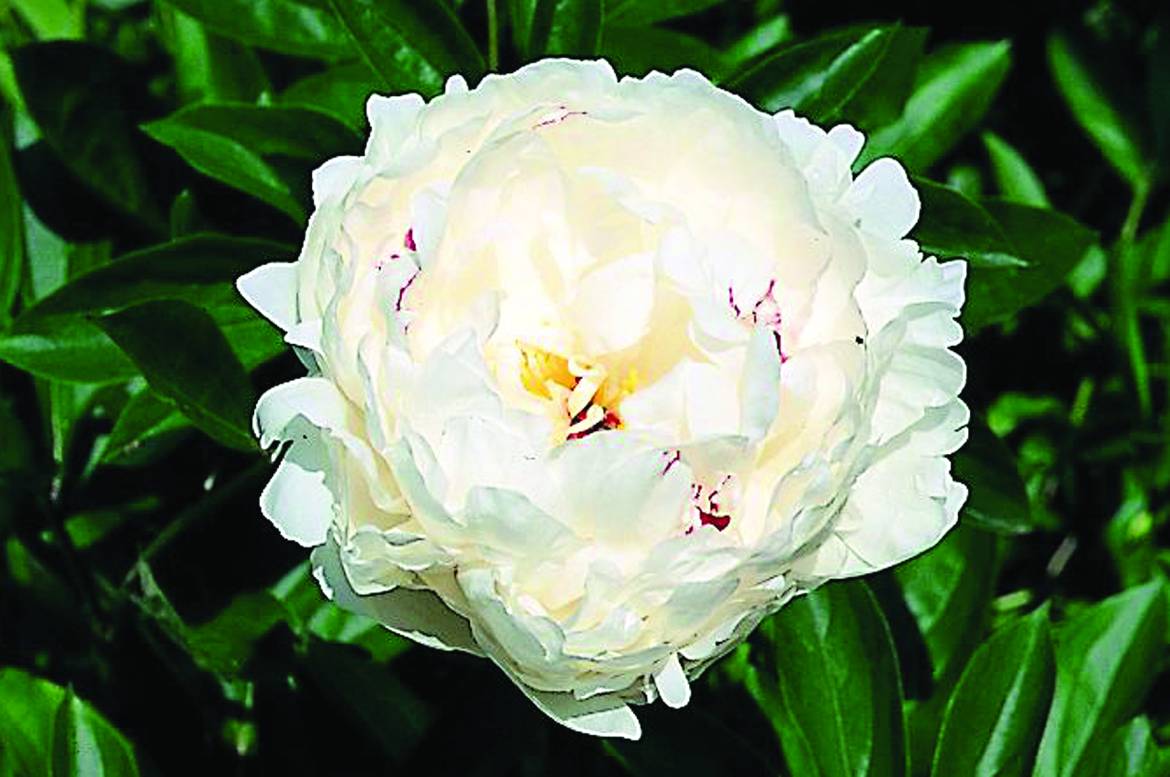 Paeonia-Festiva-Maxima.jpg