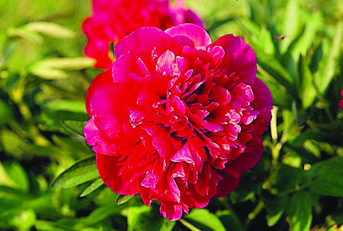 Paeonia-officinalis-Rubra-Plena.jpg