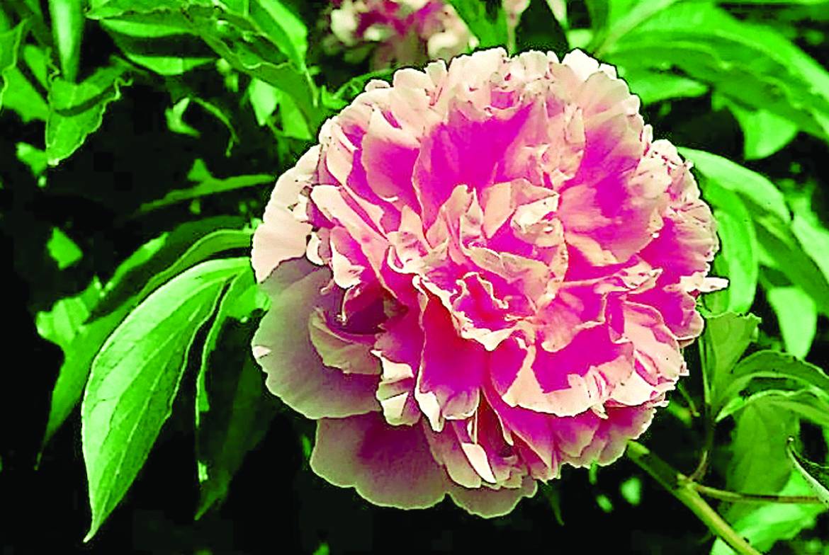 Paeonia-suffruticosa-Hana-kisoi.jpg