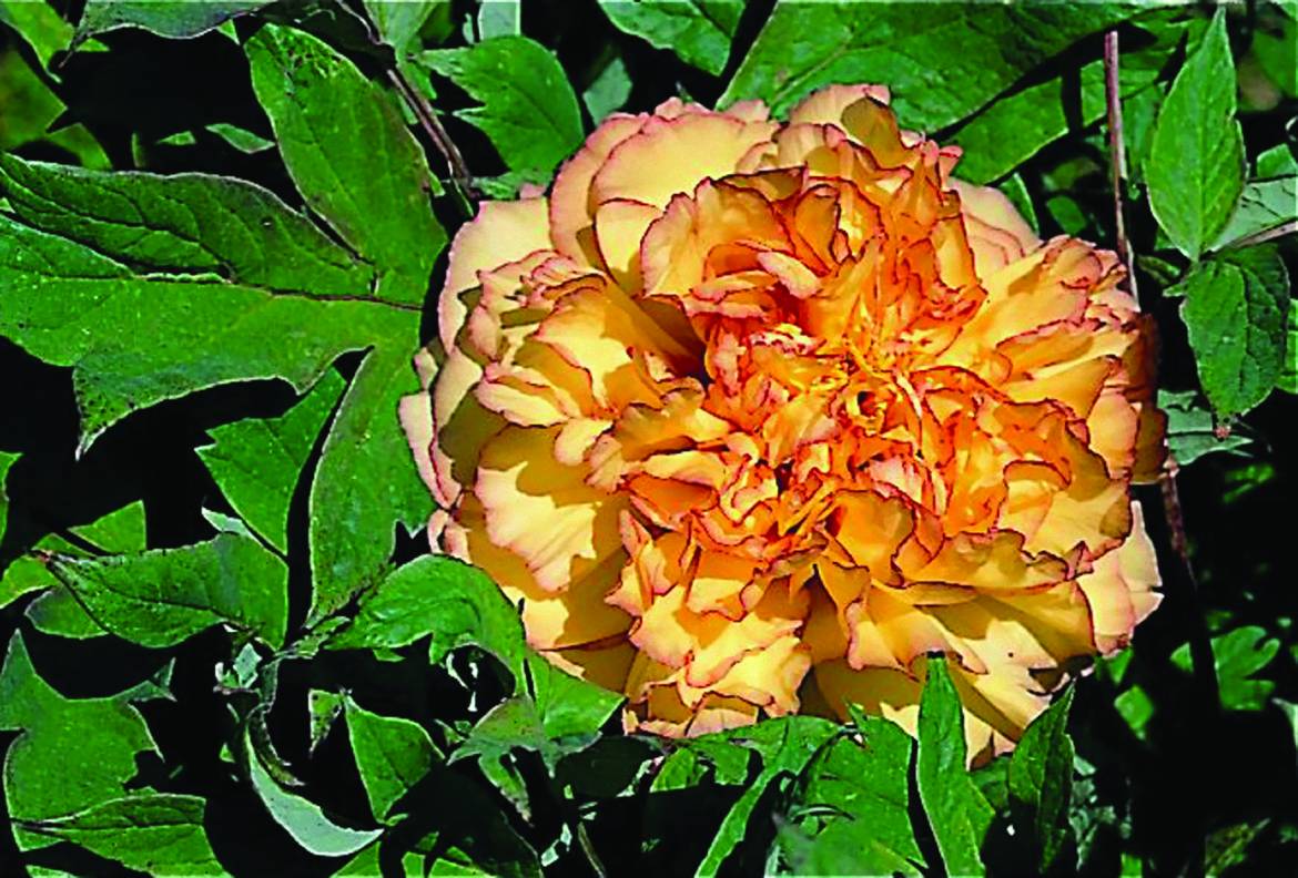 Paeonia-suffruticosa-Kinkoo.jpg