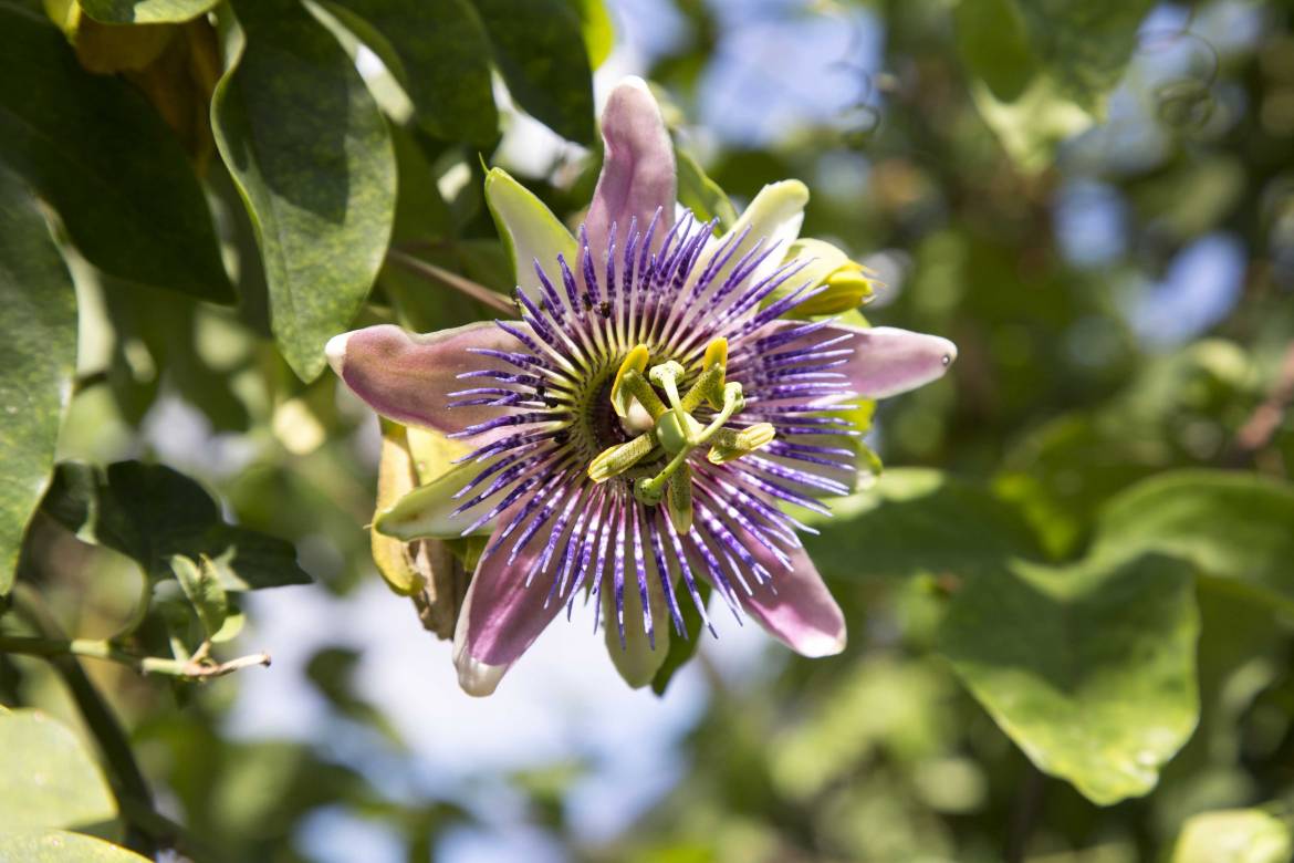 Passiflora-imperatrice-eugenia-1J2A4050.jpg