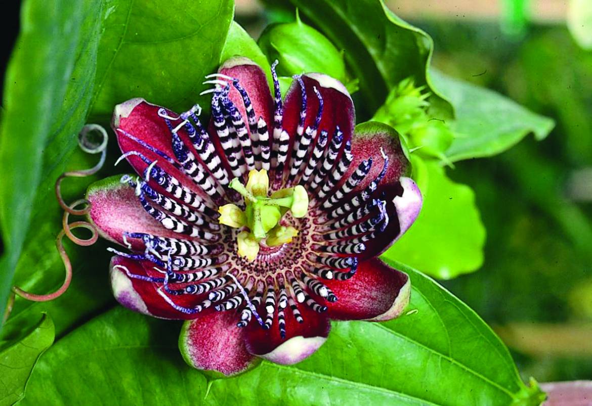 Passiflora-quadrangularis.jpg